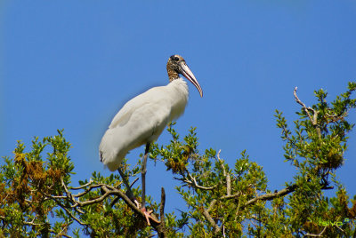 Wood Stork, Mycteria americana, breeding