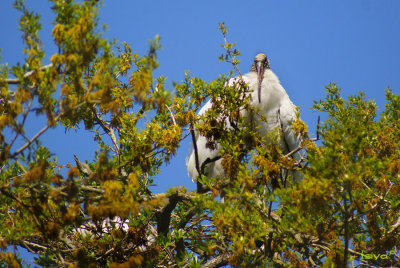 Wood Stork, Mycteria americana, breeding