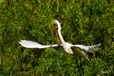 Great Egret , Ardea alba