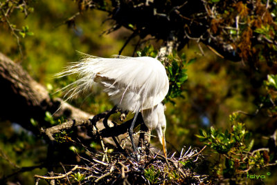 Great Egret , Ardea alba, on Nest