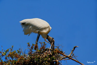 Wood Stork, Mycteria americana