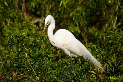 Great Egret , Ardea alba, breeding plumage