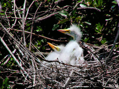 Great Egret , Ardea alba,, chicks