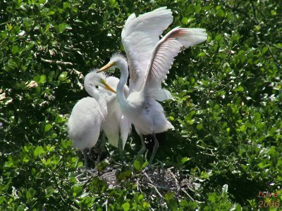 GREAT EGRET WITH  CHICKS
