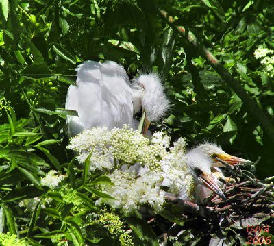 Great Egret , Ardea alba, chicks on nest