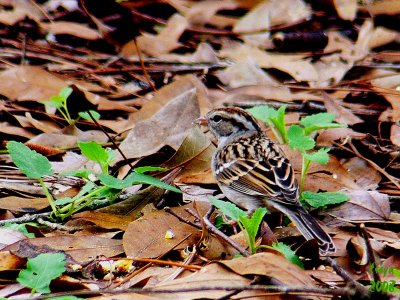 Chipping Sparrow Spizella passerina