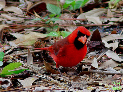 Cardinal Cardinalis cardinalis