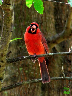 Cardinal Cardinalis cardinalis