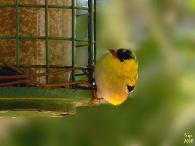 American Goldfinch  Carduelis tristis