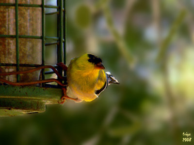 American Goldfinch  Carduelis tristis