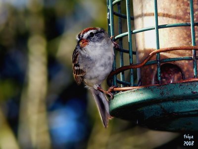 Chipping Sparrow Spizella passerina