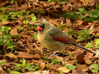 Cardinal Cardinalis cardinalis female