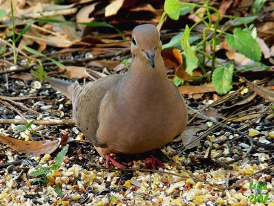 Mourning Dove  Zenaida macroura