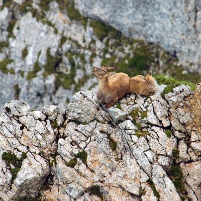 Swiss Alpine Ibex