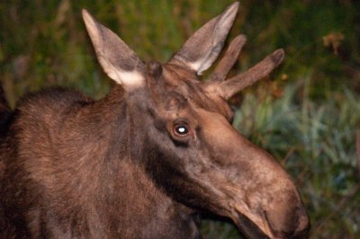 A Young Guy in the North Woods