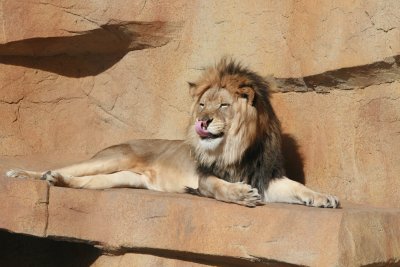 Lion at the Brookfield Zoo