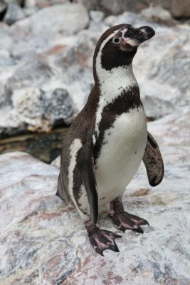 Penguin at the Brookfield Zoo