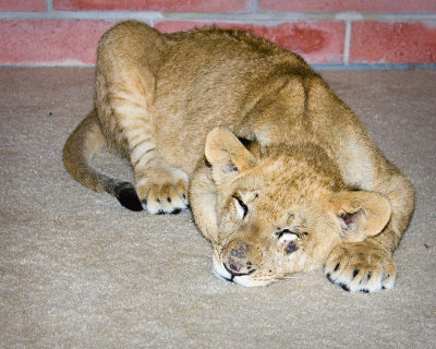 Lion Cub Asleep