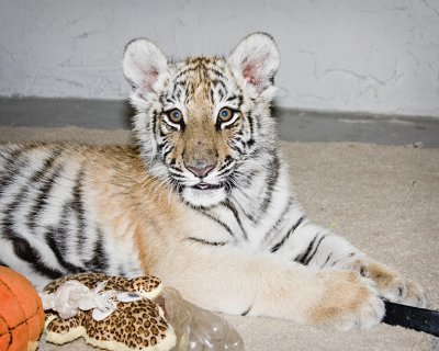 Tiger Cub with Toys