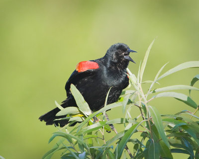 Red Winged Black Bird Singing