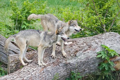 2 Wolves on Log