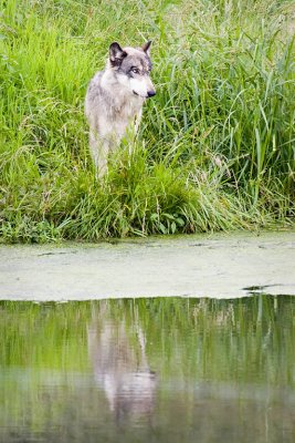 Wolf at Reflecting Pond