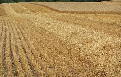Partially Harvested Wheat Field
