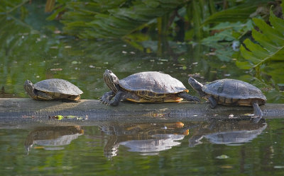 3 Turtles on Log