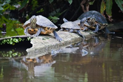 4 Turtles on a Log