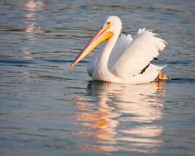 White Pelican Swimming