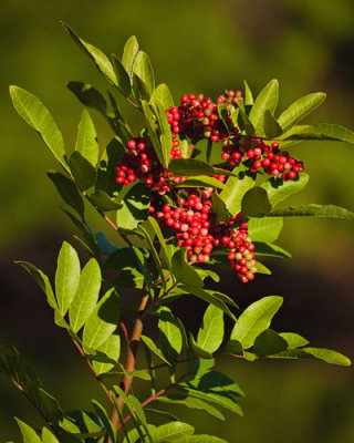 Red Berries