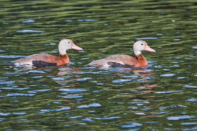 Whistling Duck Pair