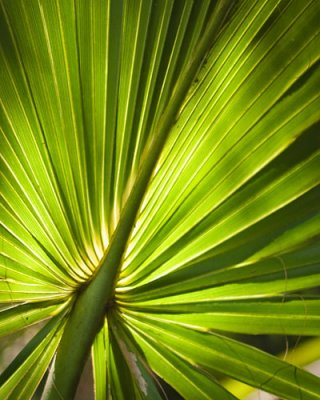 Back Lit Palm