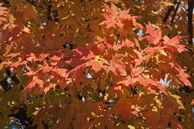 Orange Leaves