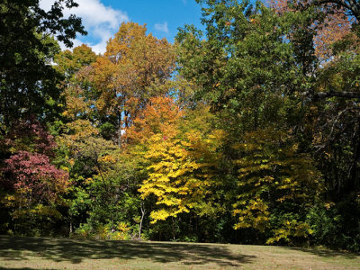 Yellow Tree beside green and red one