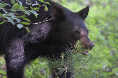 Black Bear in Bushes