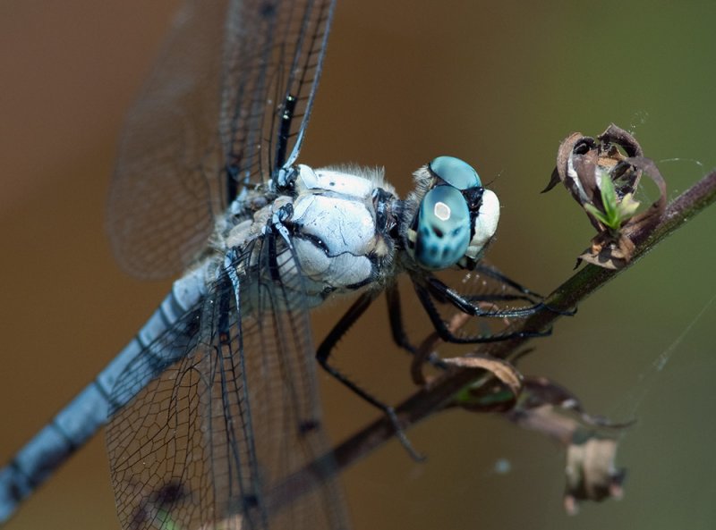 Great Blue Skimmer Closeup