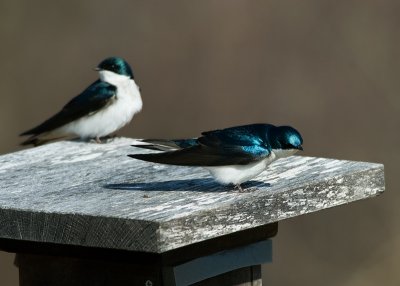 Tree Swallows