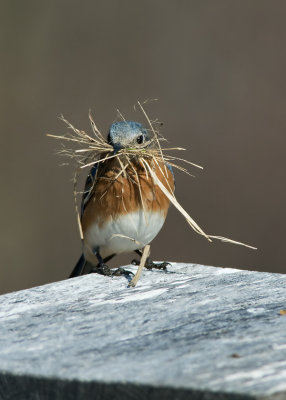 Female Bluebird