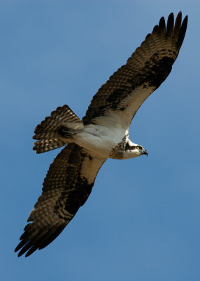 Osprey