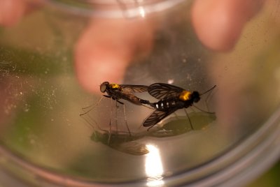Gold-backed Snipe Fly