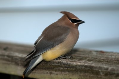 Waxwing