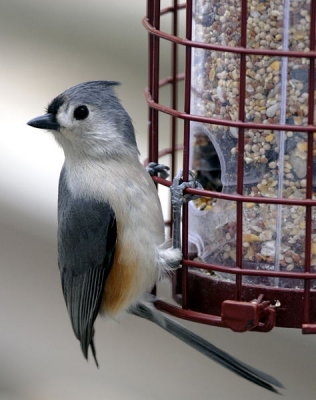 Tufted Titmouse