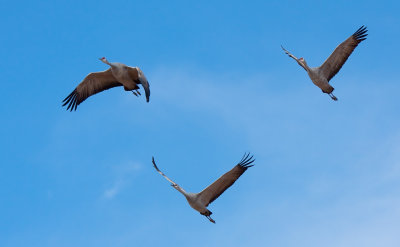 Sanhill Cranes in Flight