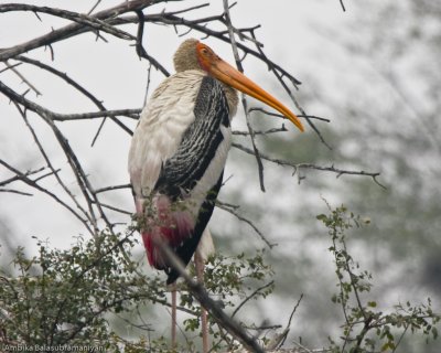 Painted Stork on Break