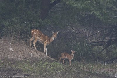 Chital Deer 