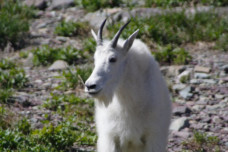 Mountain Goat on Hidden Lake Trail