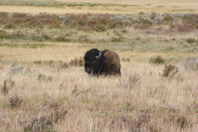 Lonely Bison at Yellowstone