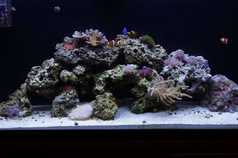 55 gal. 2 months old