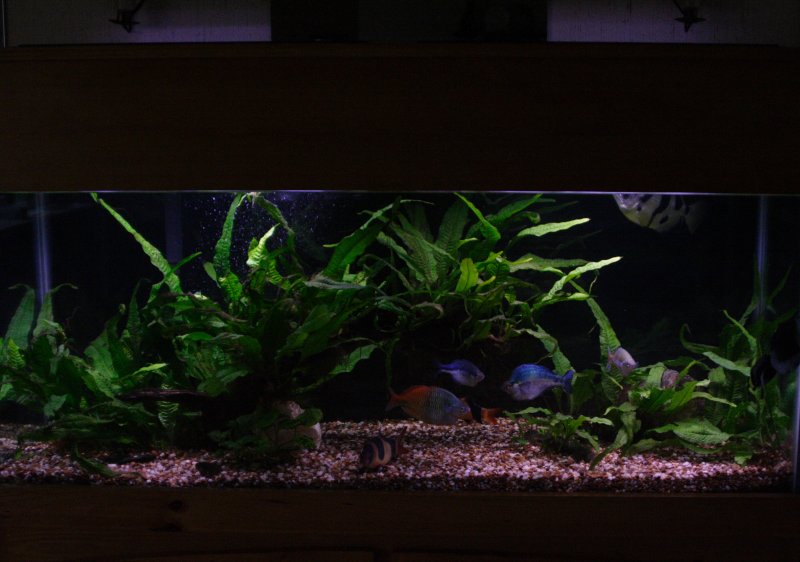 75 Gal Freshwater 